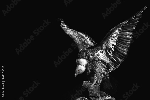 Portrait of a eagle on black background. gyps fulvus. griffon. scavenger. predatory bird