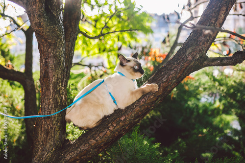 Cat climbing tree. cat hunts on tree. adorable cat portrait stay on tree branch. purebred shorthair cat without tail. Mekong Bobtail sitting on tree. Cat animal hencat on branch in natural conditions © Elizaveta