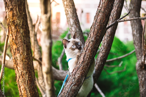 Cat climbing tree. cat hunts on tree. adorable cat portrait stay on tree branch. purebred shorthair cat without tail. Mekong Bobtail sitting on tree. Cat animal hencat on branch in natural conditions