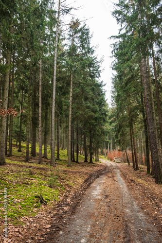 Autumn forest footpath. Orange leaves grabbing around. Nature Trail Svatojanske proudy. Slapy, Czech Republic.  photo