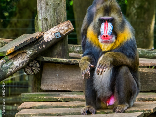 Fotografia closeup of a mandrill sitting, the face and genitals of a baboon, vulnerable pri