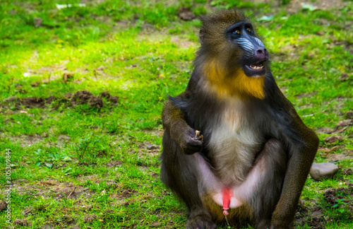 mandrill sitting in the grass, showing its genitals while urinating, vulnerable baboon specie from Africa photo