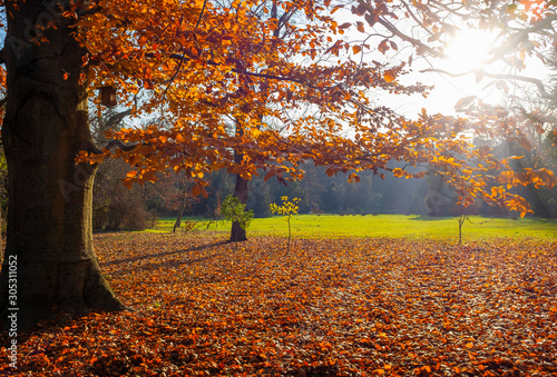 Autumn beech tree with red foliage and lots of fallen leaves on the ground in a beautiful park