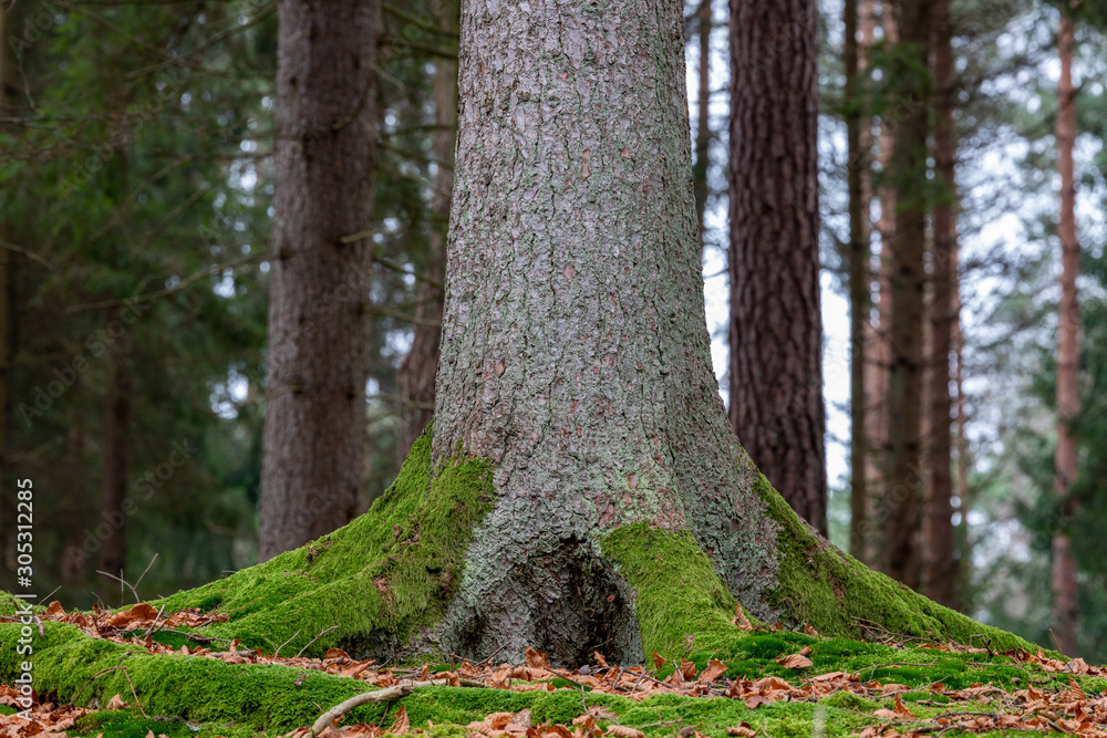 The trunk of a large spruce tree. Moss growing on the lower parts of a coniferous tree. - obrazy, fototapety, plakaty 