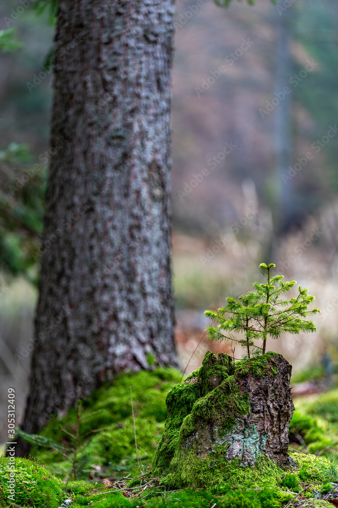 Small spruce tree growing on a mossy old trunk. Coniferous seedling in the forest. Small spruce tree growing on a mossy old trunk. Coniferous seedling in the forest.