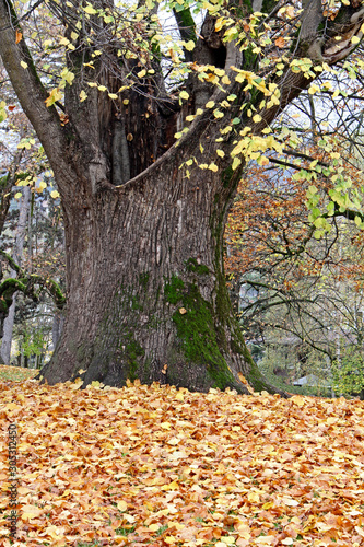 colori d'autunno; tiglio secolare nel parco di Cavalese