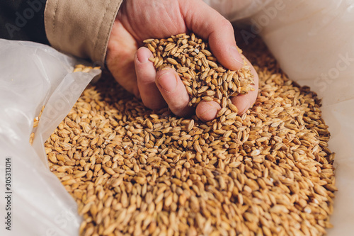 Colse up of a farmer's hand holding soyabean seeds. A healthy organic produce. photo