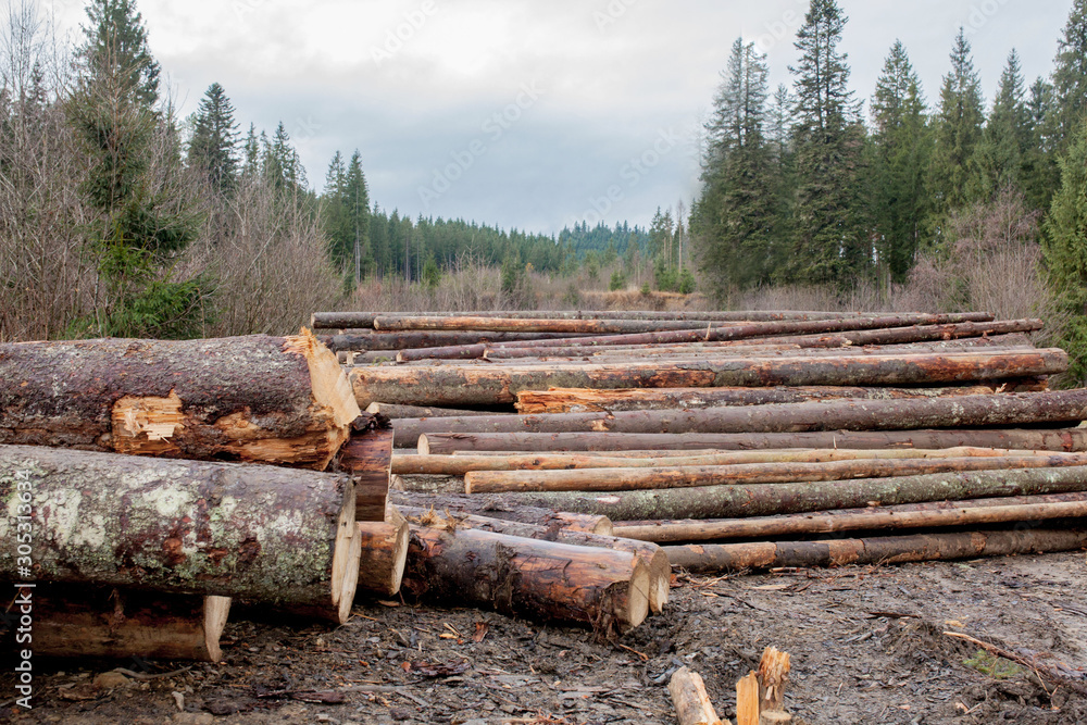 Wooden logs of pine woods in the forest, stacked in a pile. Freshly chopped tree logs stacked up on top of each other in a pile.