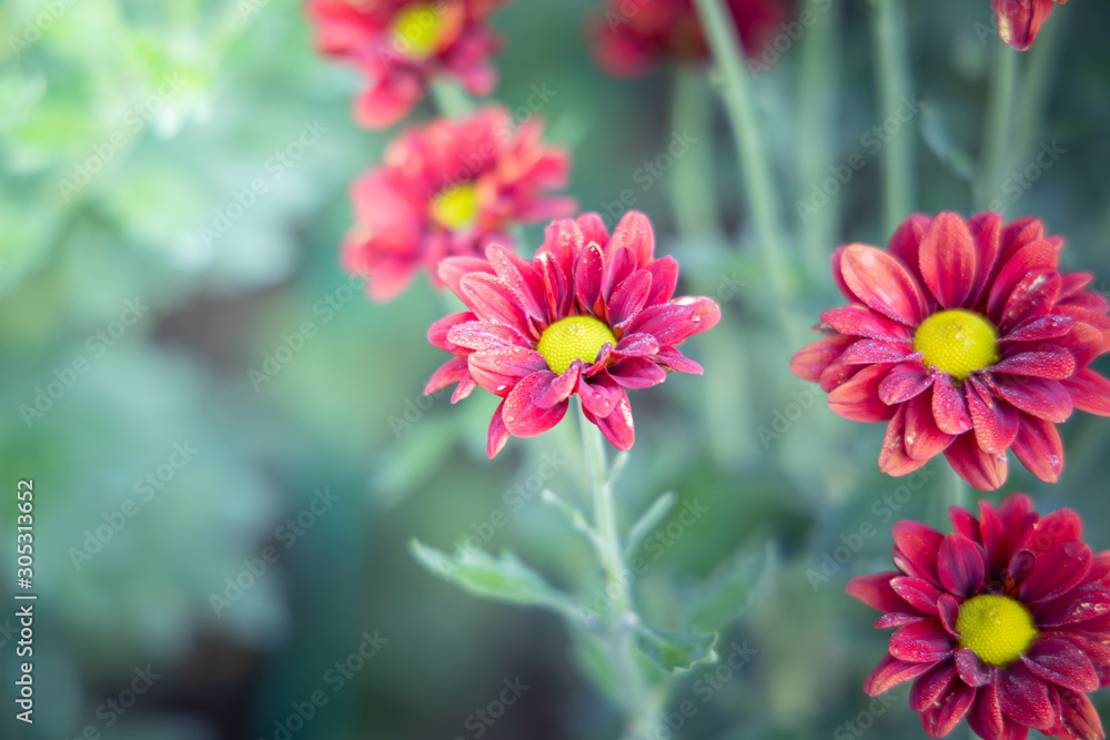 The background image of the colorful flowers The background image of the colorful flowers