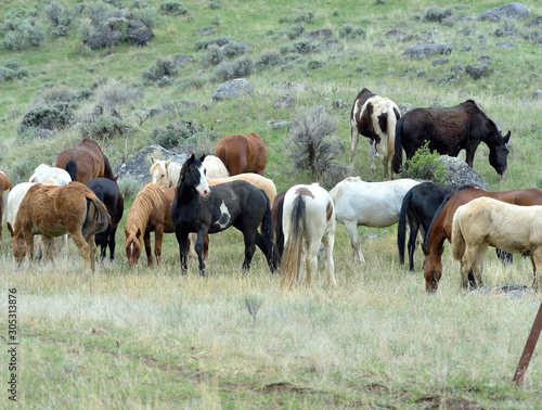 Ranch horses are at rest during a trek up the m ountain to the home ranch.