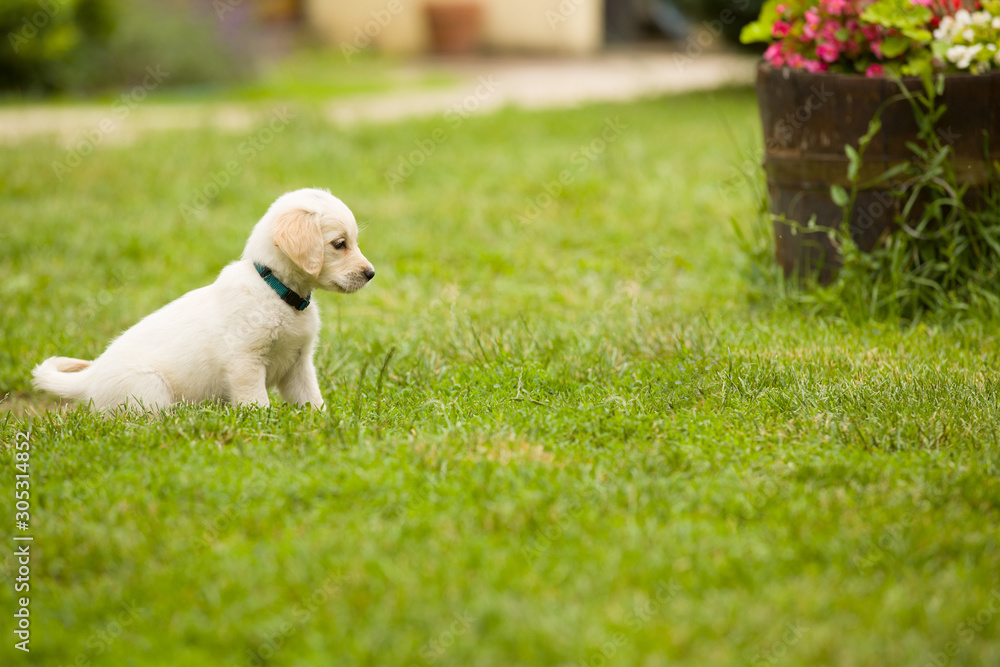Cute little puppy golden retriever dog plays in grassy garden.