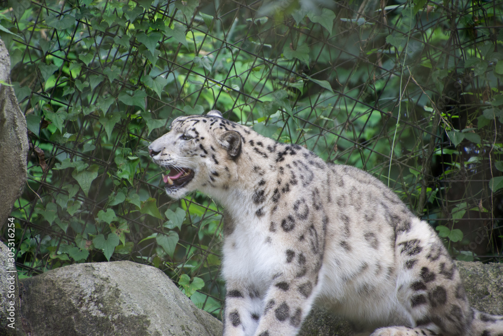 Naklejka premium 雪豹