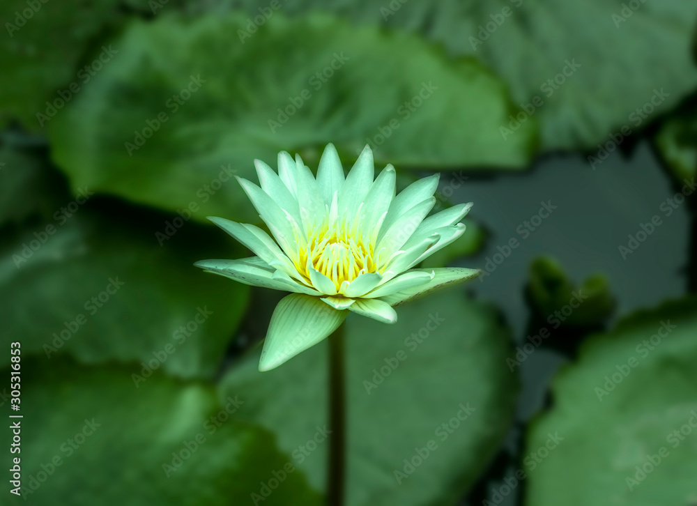 Green lotus blurred background Green lotus blurred background