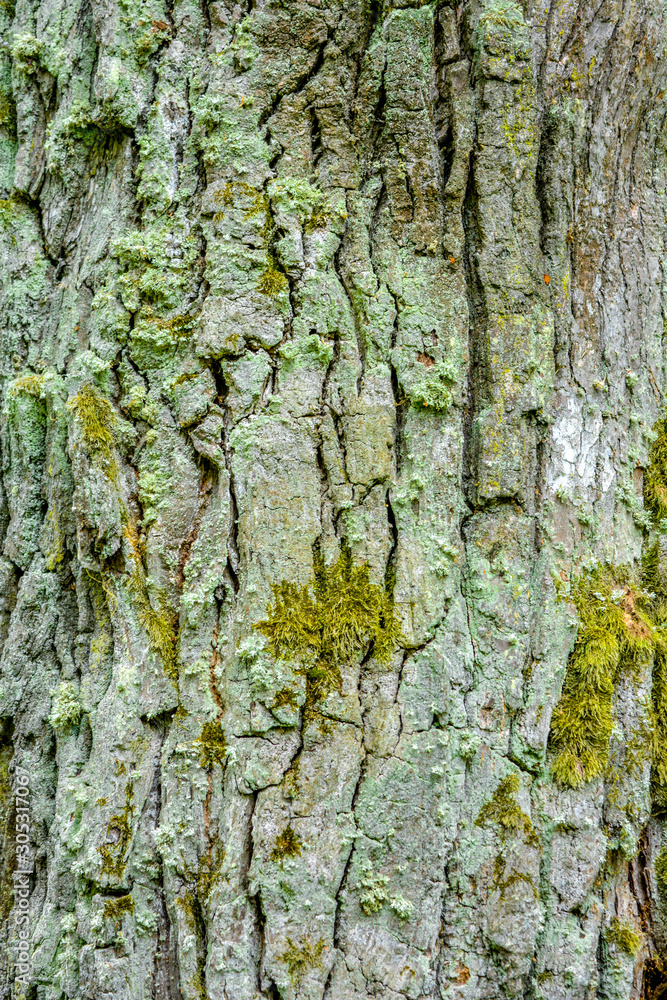 Texture of bark of ancient mighty oak tree trunk with moss and lichen Texture of bark of ancient mighty oak tree trunk with moss and lichen