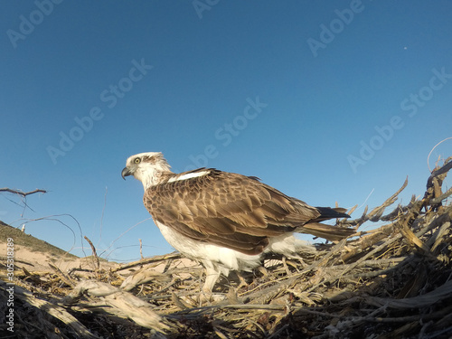 Osprey on nest 