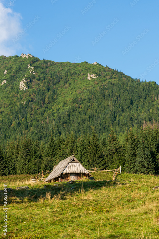 Forest meadow and mountains. Polish Tatras in summer