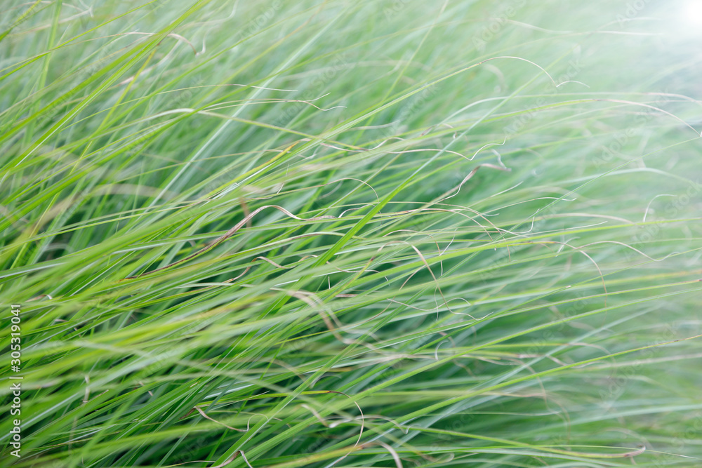 Natural grass texture. diagonal arrangement. Soft focus Natural grass texture. diagonal arrangement. Soft focus