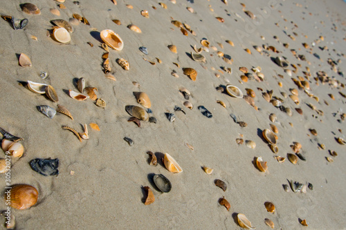 Seashells by the seaside