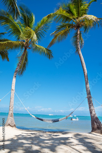 Fototapeta Naklejka Na Ścianę i Meble -  Hammock between high palm trees