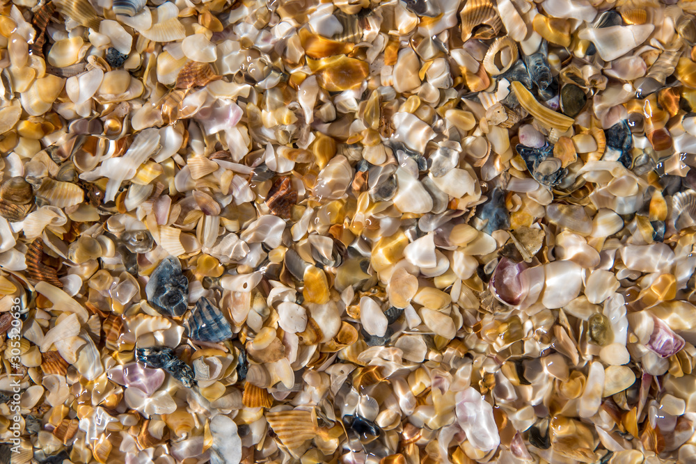 Seashells by the seaside Seashells by the seaside