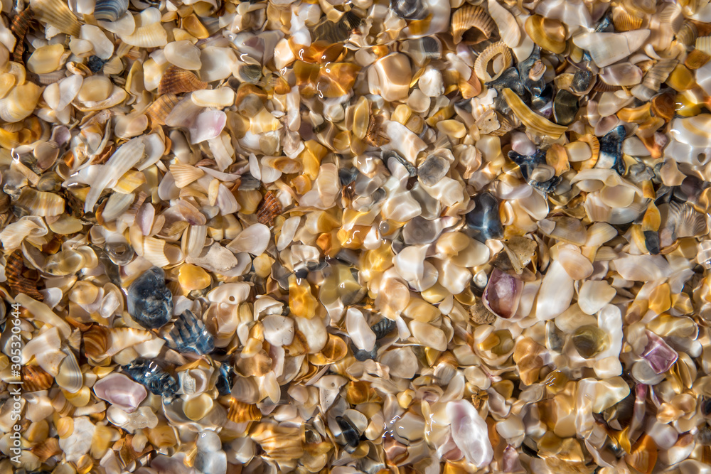 Seashells by the seaside Seashells by the seaside