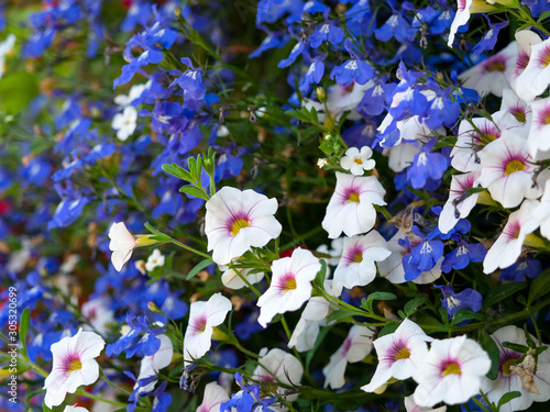 Selective Focus on Beautiful Flowers photo