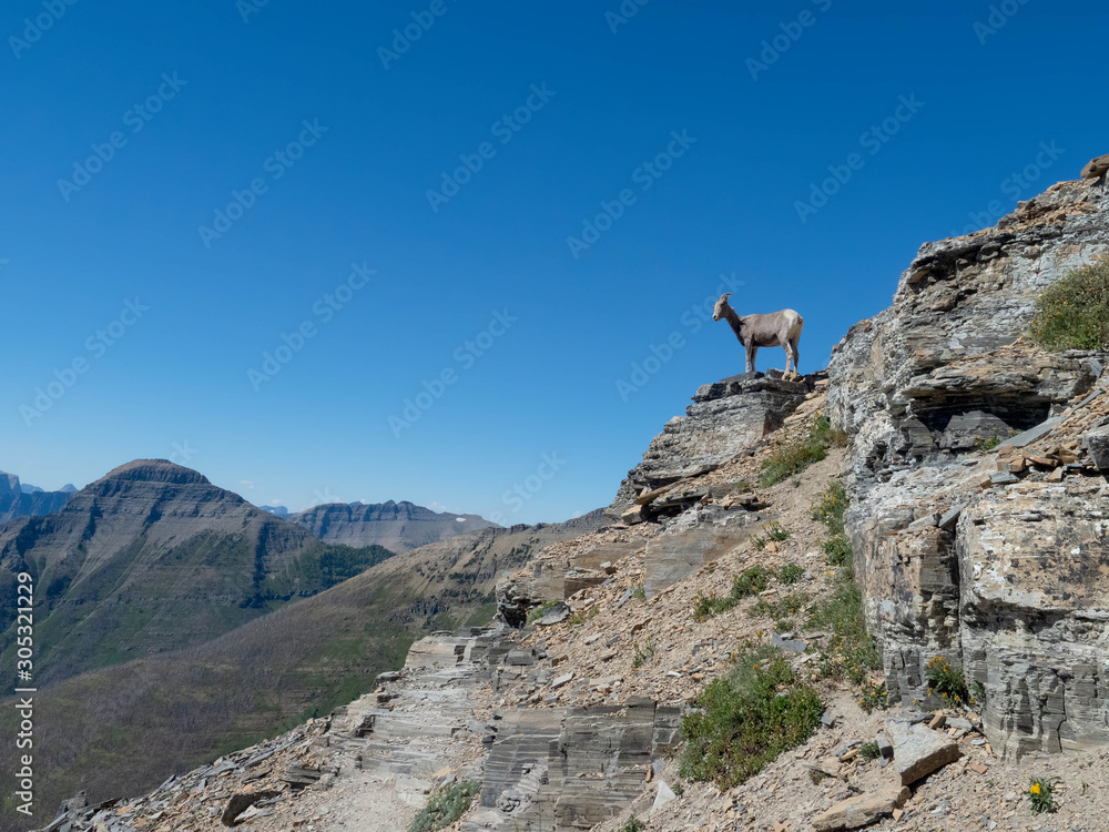 A Mountain Goat blocking the hiking trail at Dawson Pass