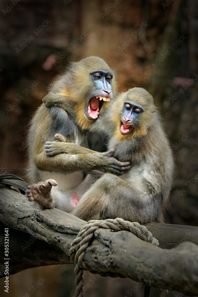 Fototapeta premium Mandrillus sphinx