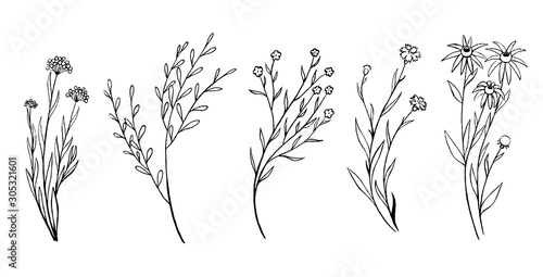Vintage collection hand drawn vector illustration. Set of sketches field plants and flowers. Monochrome outline graphics isolated on white. Botanical elements for design, card, prints, cloth, poster. © Olga Sayuk