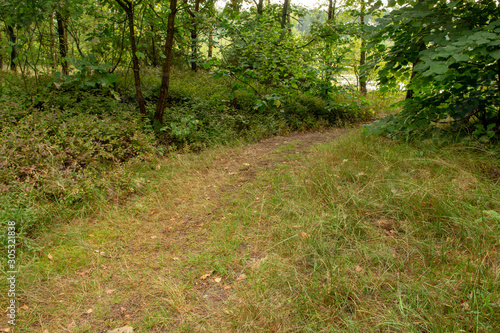 Summer forest. Green grass covers the land