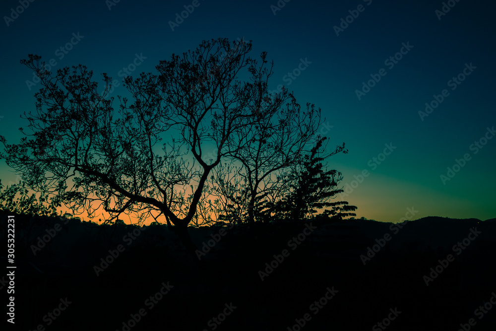 silhouette of tree at sunset silhouette of tree at sunset