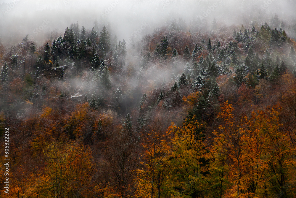 Fototapeta premium foggy forest background in autumn