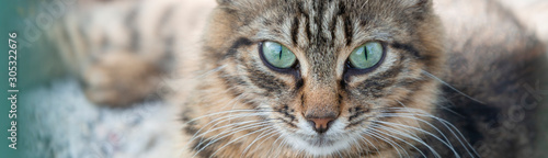 Beautiful homeless cat with green eyes.