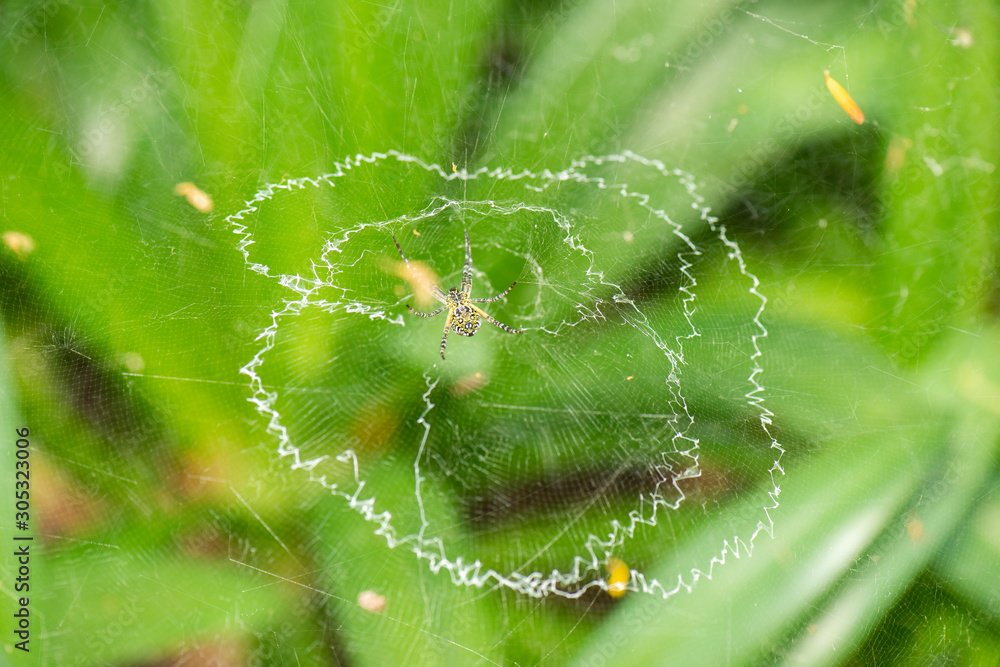 Saint Johns Cross Spider Saint Johns Cross Spider