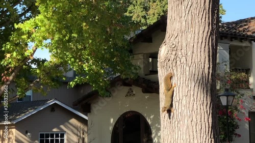 4K HD video of a Western Gray squirrel in a tree facing downwards. Houses in background. Squirrels can be problem pests in many landscapes, gardens, and structures photo