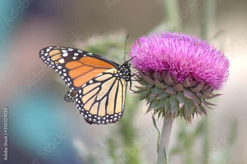 Monarch on Thistle