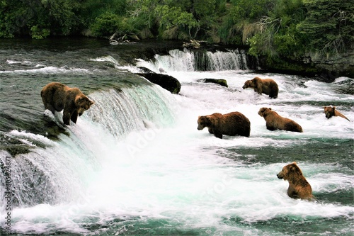 Many grizzly bears at Katmai Falls