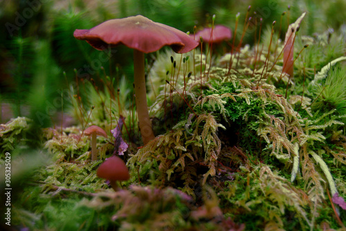 Tall mushroom with moss