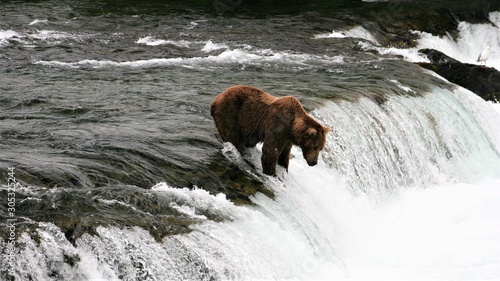 A bear waiting for a salmon to jump