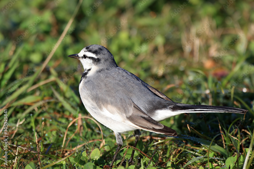 Obraz premium ハクセキレイ