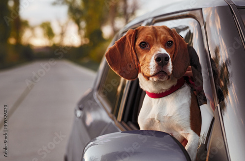 Cute dog looking out of car window during trip