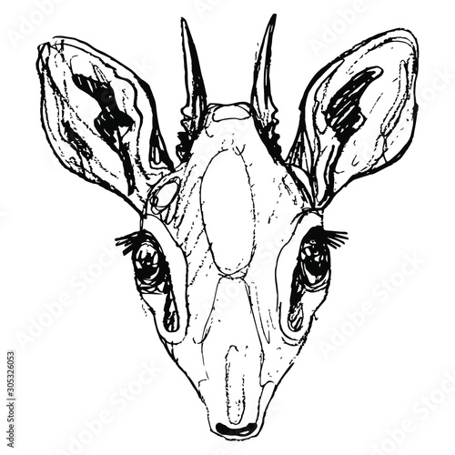 Isolated vector illustration. Stylized head of dik-dik. African antelope. (Madoqua). Hand drawn linear doodle ink sketch. Black silhouette on white background.