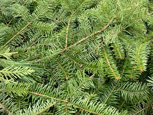 Green pine branches  of a tree