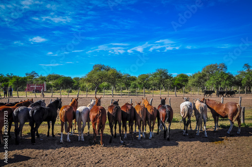 fila de caballos desde  la vista posterior  photo