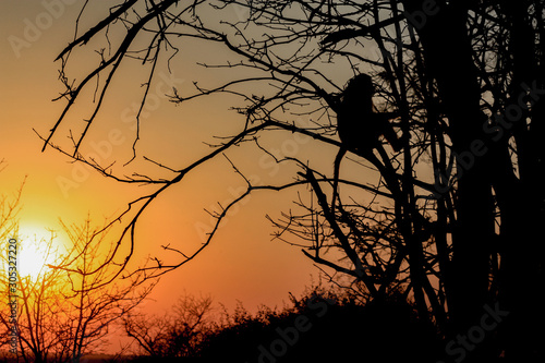 a monekys sunset deep in africa