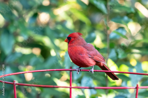 A male cardinal perched on a garden plant frame © Diane Macdonald