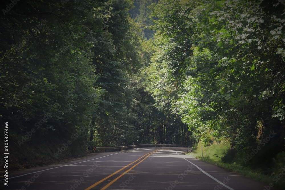 Fototapeta premium road in the forest