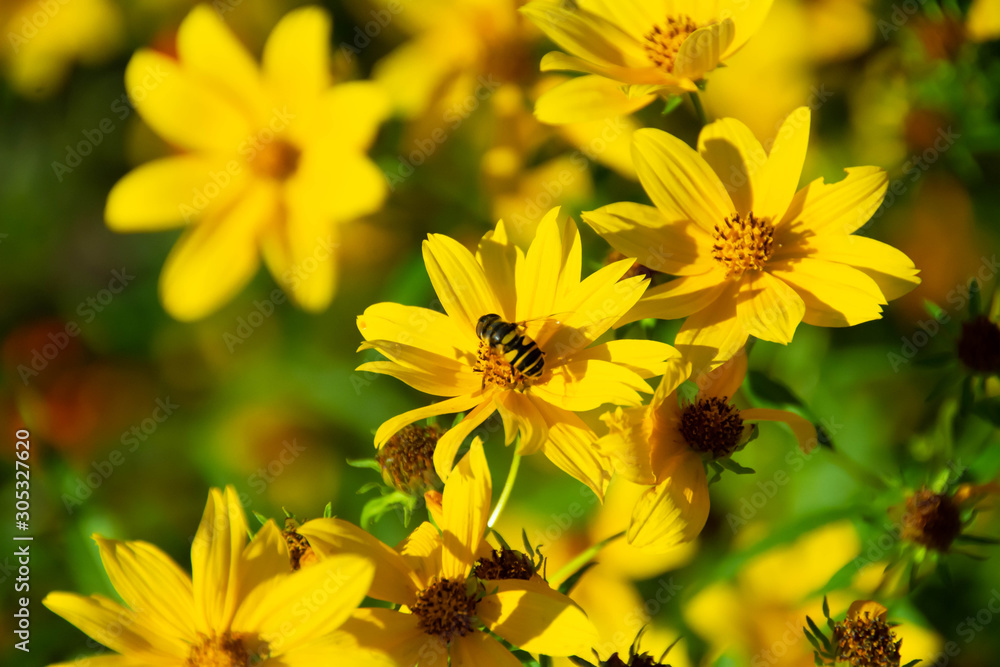 bee on yellow flower