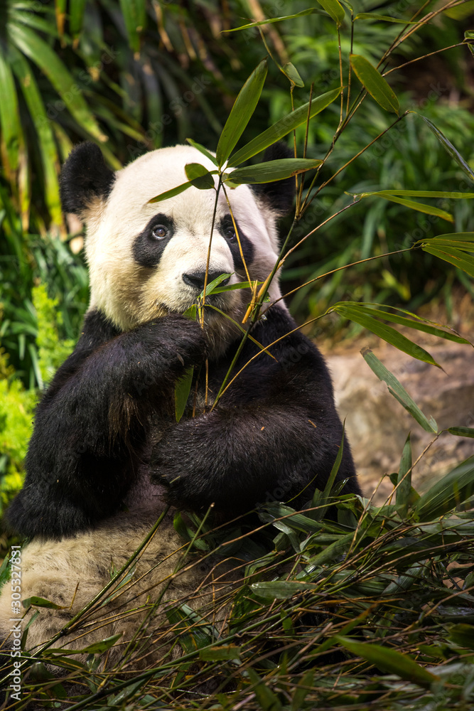 Obraz premium Cute panda