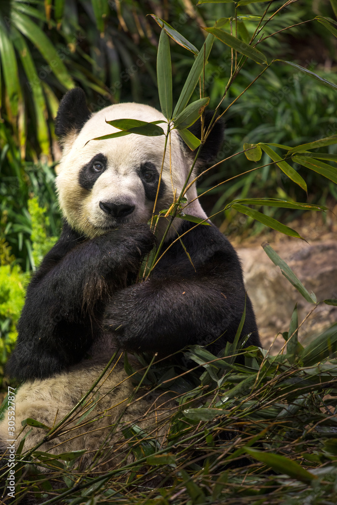 Naklejka premium Cute panda